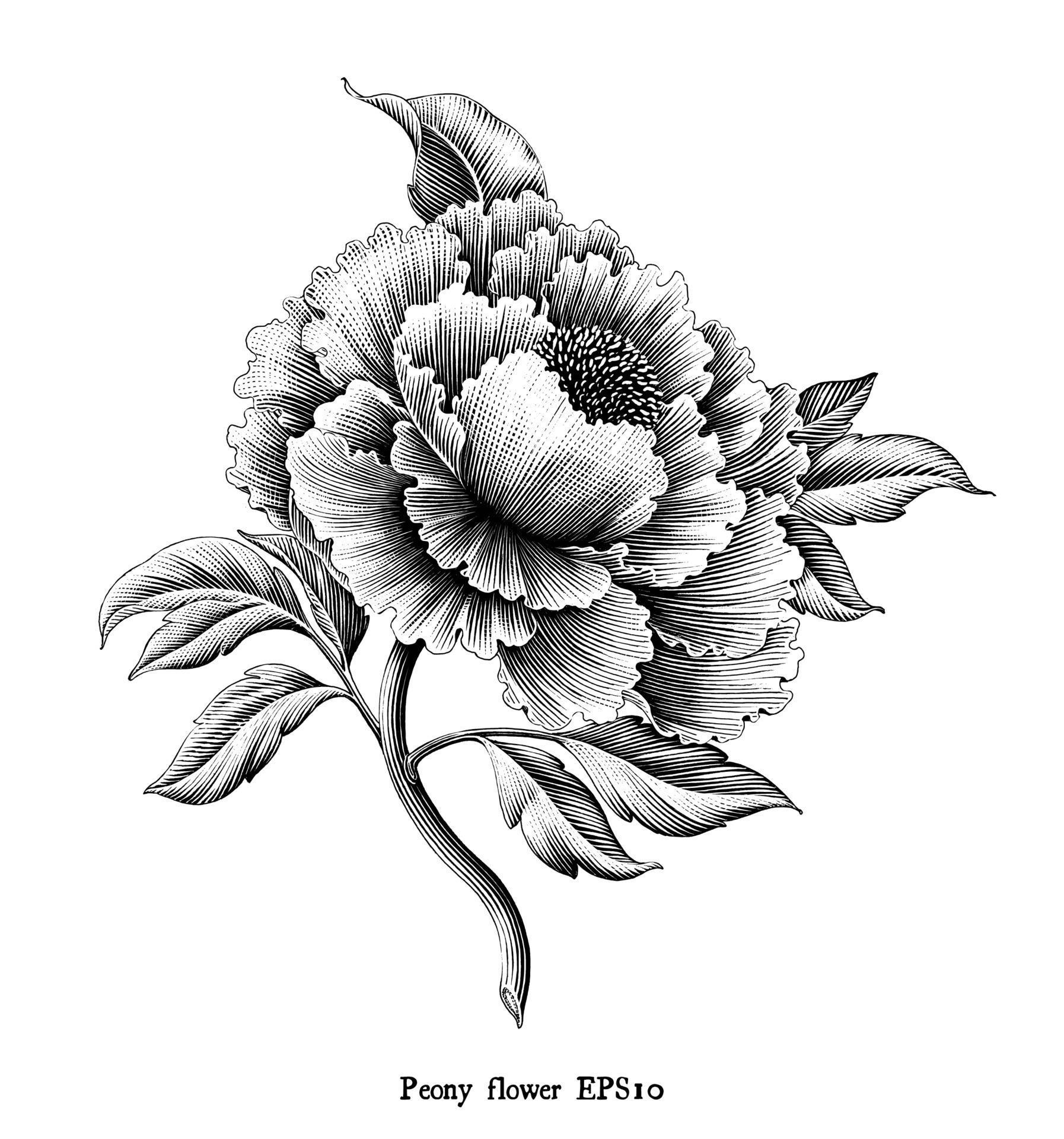 Antique engraving illustration of Peony flower drawing vintage style