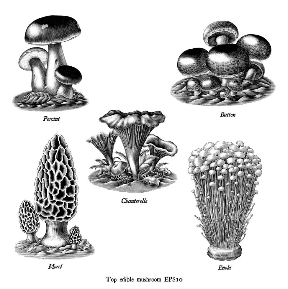 Antique engraving illustration of top edible mushroom collection hand drawn black and white art isolated on white background vector