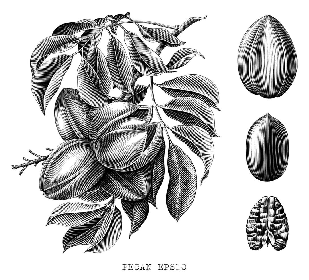 Pecan botánico dibujo a mano alzada, estilo de grabado, arte en blanco y negro aislado sobre fondo blanco. vector