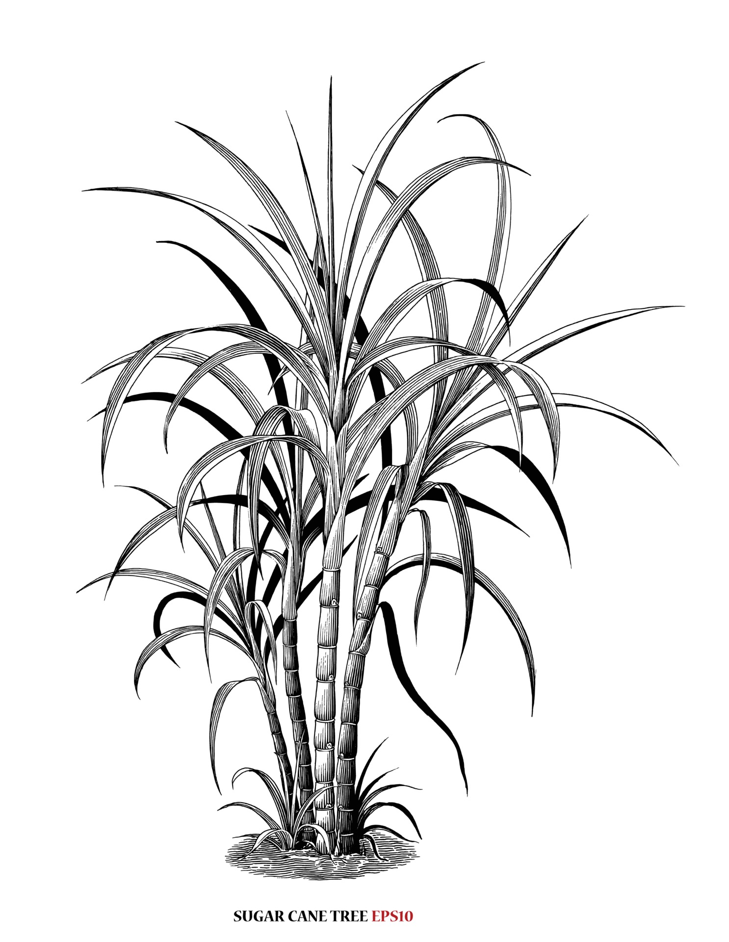 Sugar Cane Plant Vector Art, Icons, and Graphics for Free Download