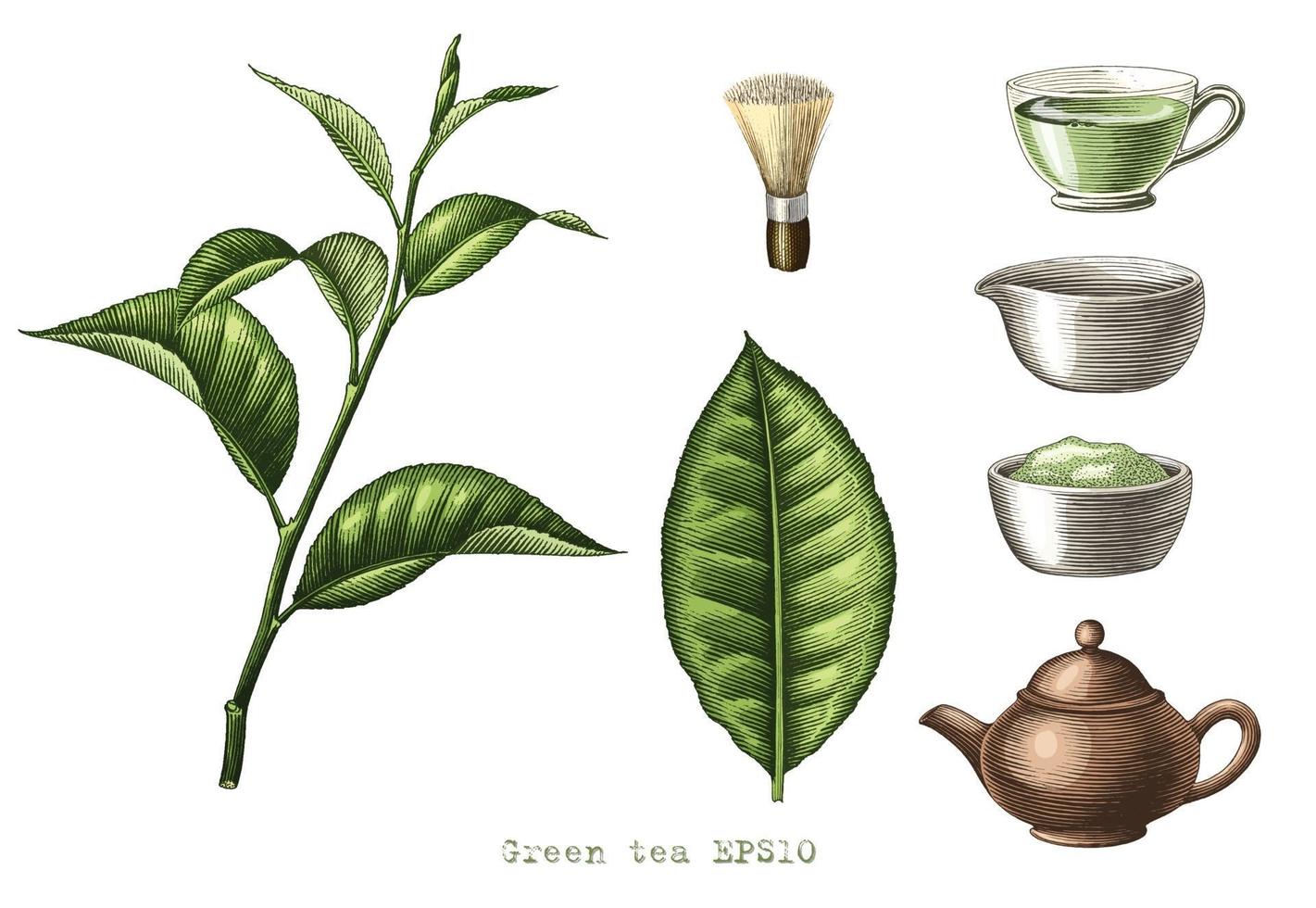 Colección de té verde dibujo a mano alzada, estilo de grabado de arte aislado sobre fondo blanco. vector