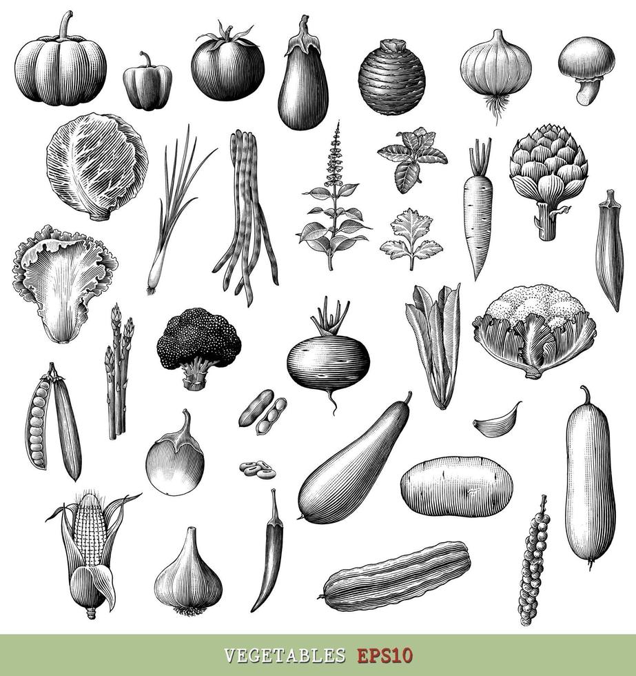 Colección de verduras dibujar a mano grabado estilo vintage arte en blanco y negro aislado sobre fondo blanco vector