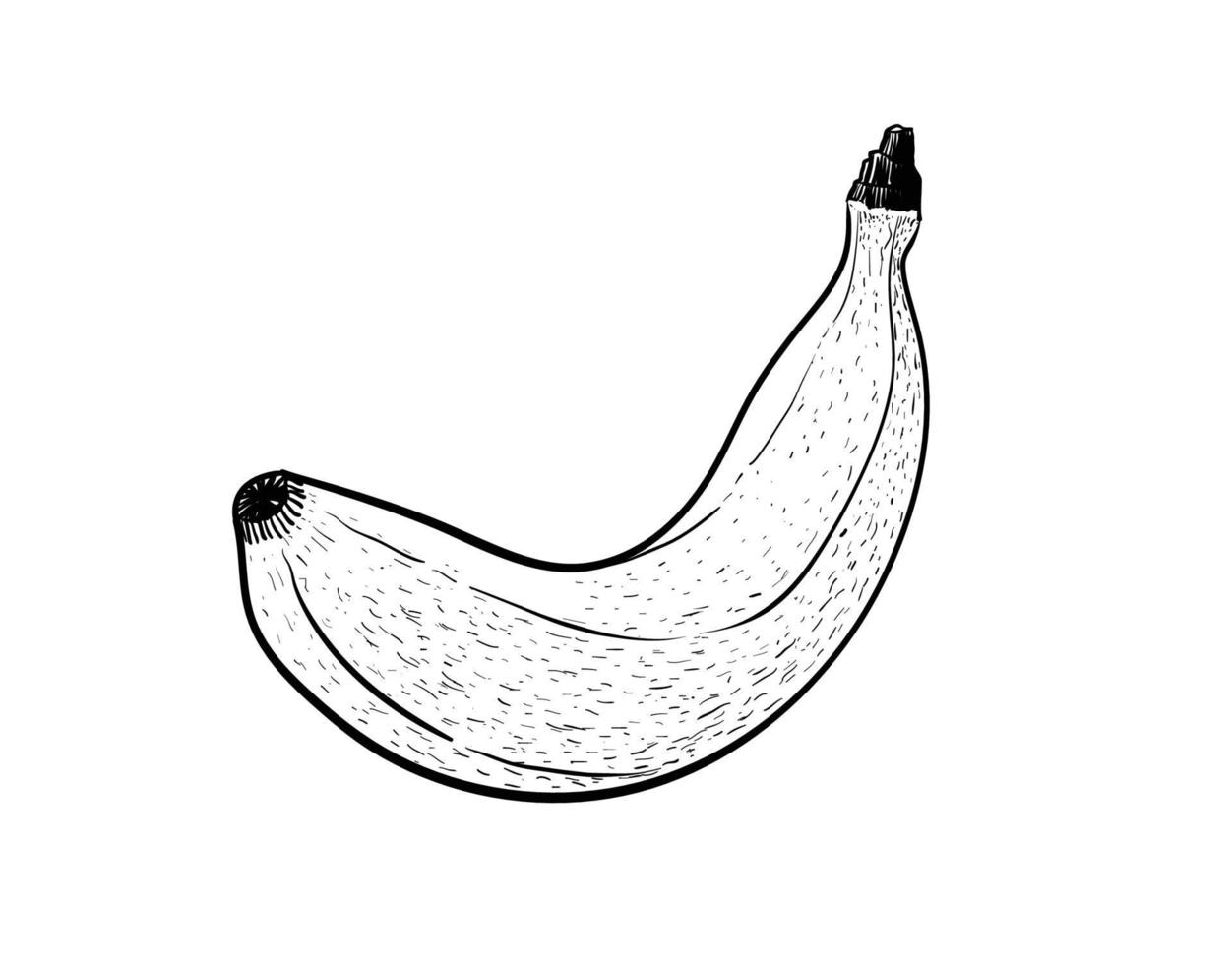 Banana fruit black line drawing on a white background. vector