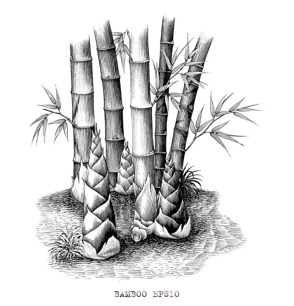 botánico de brotes de bambú dibujo a mano alzada estilo vintage arte en blanco y negro aislado sobre fondo blanco vector