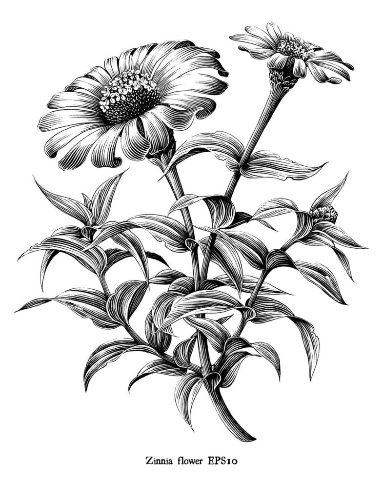 Zinnia flor botánica ilustración vintage arte en blanco y negro aislado sobre fondo blanco. vector