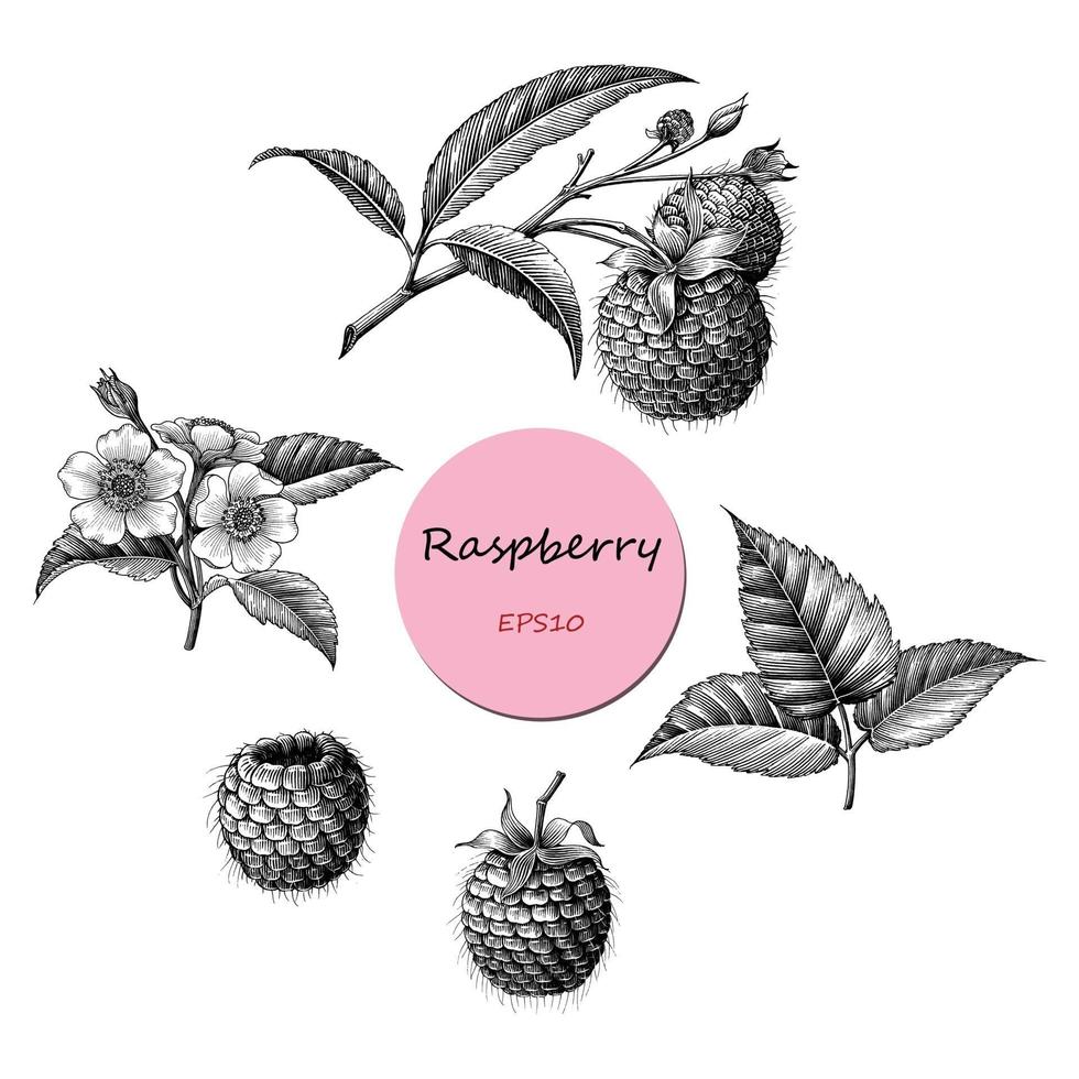 Raspberry fruit botanical collection hand draw vintage style black and white art isolated on white background vector