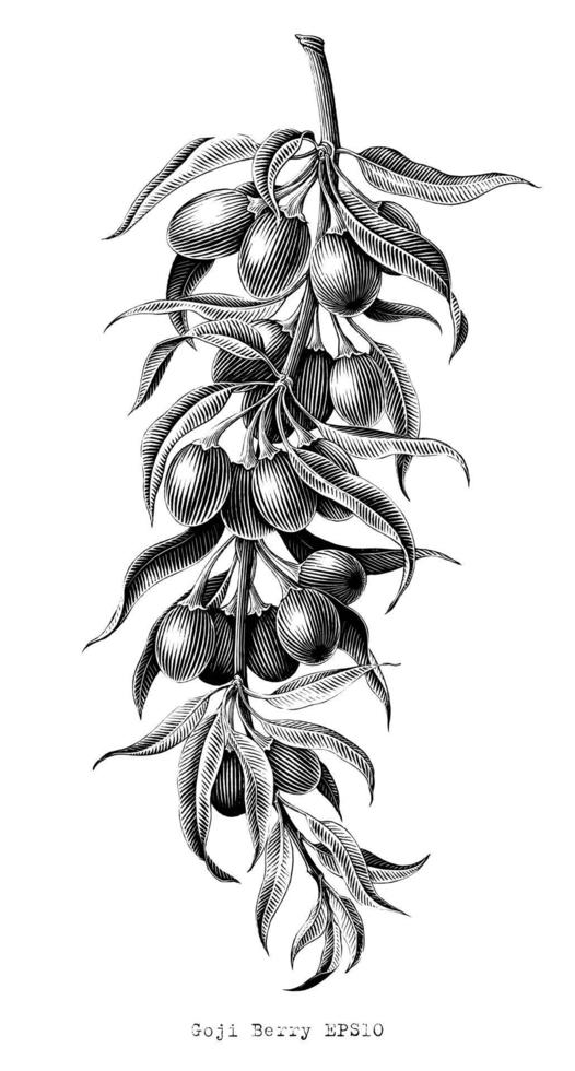 Goji berry hand drawing vintage engraving illustration black and white clip isolated on white background vector