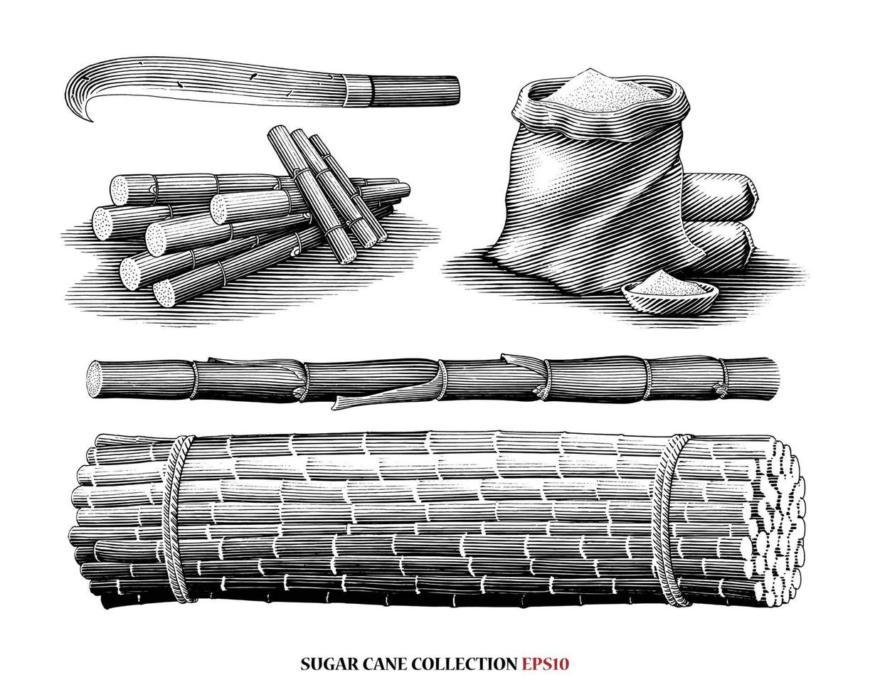 Sugar cane collection illustration vintage engraving style black and white art isolated on white background vector