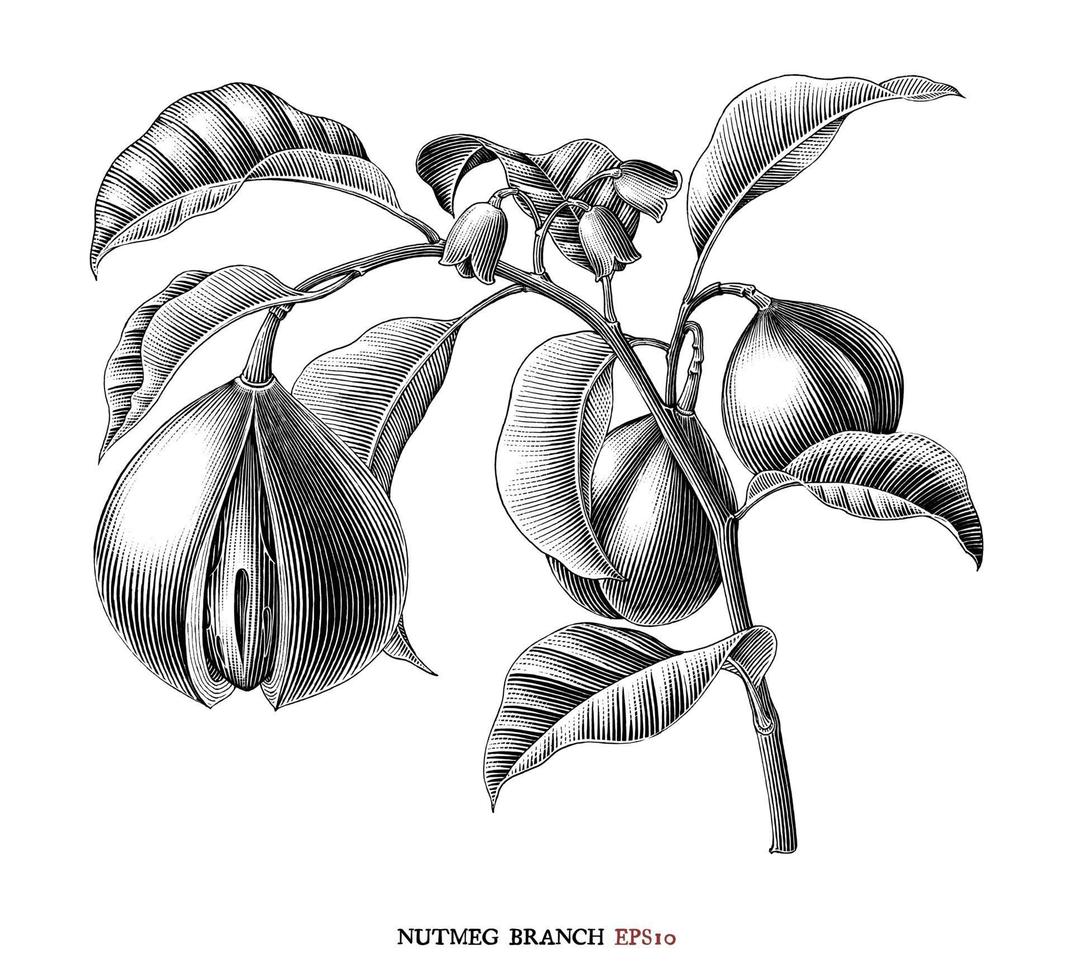 Nutmeg branch botanical drawing vintage style black and white art isolated on white background vector