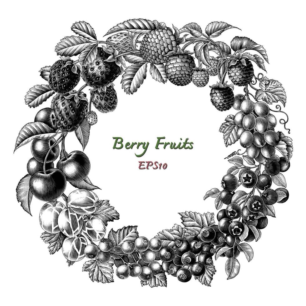 Ilustración de grabado antiguo estilo vintage de frutas de baya de círculo arte en blanco y negro aislado sobre fondo blanco, imágenes prediseñadas para la etiqueta del producto vector