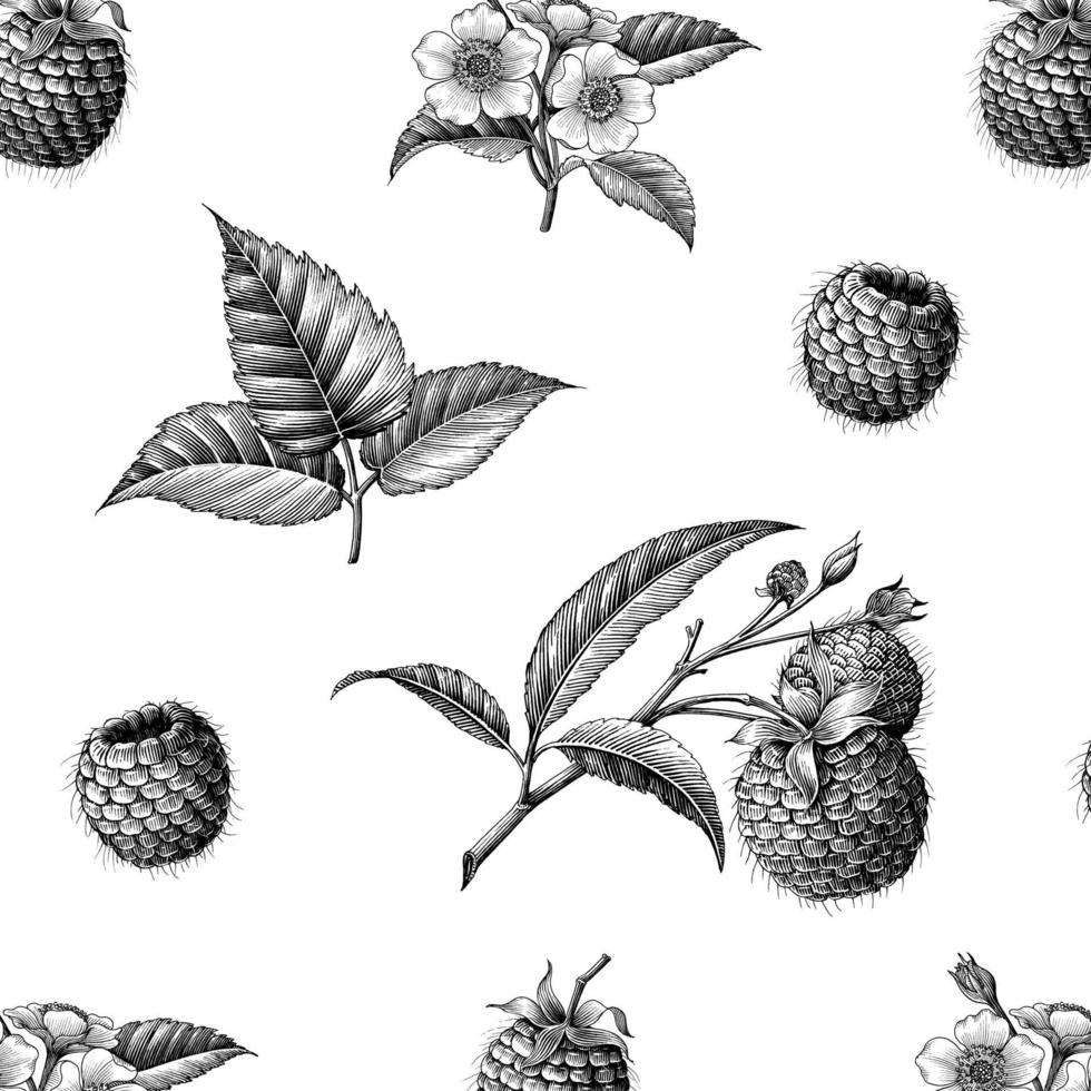 Raspberry fruit botanical pattern hand draw vintage style isolated on white background vector