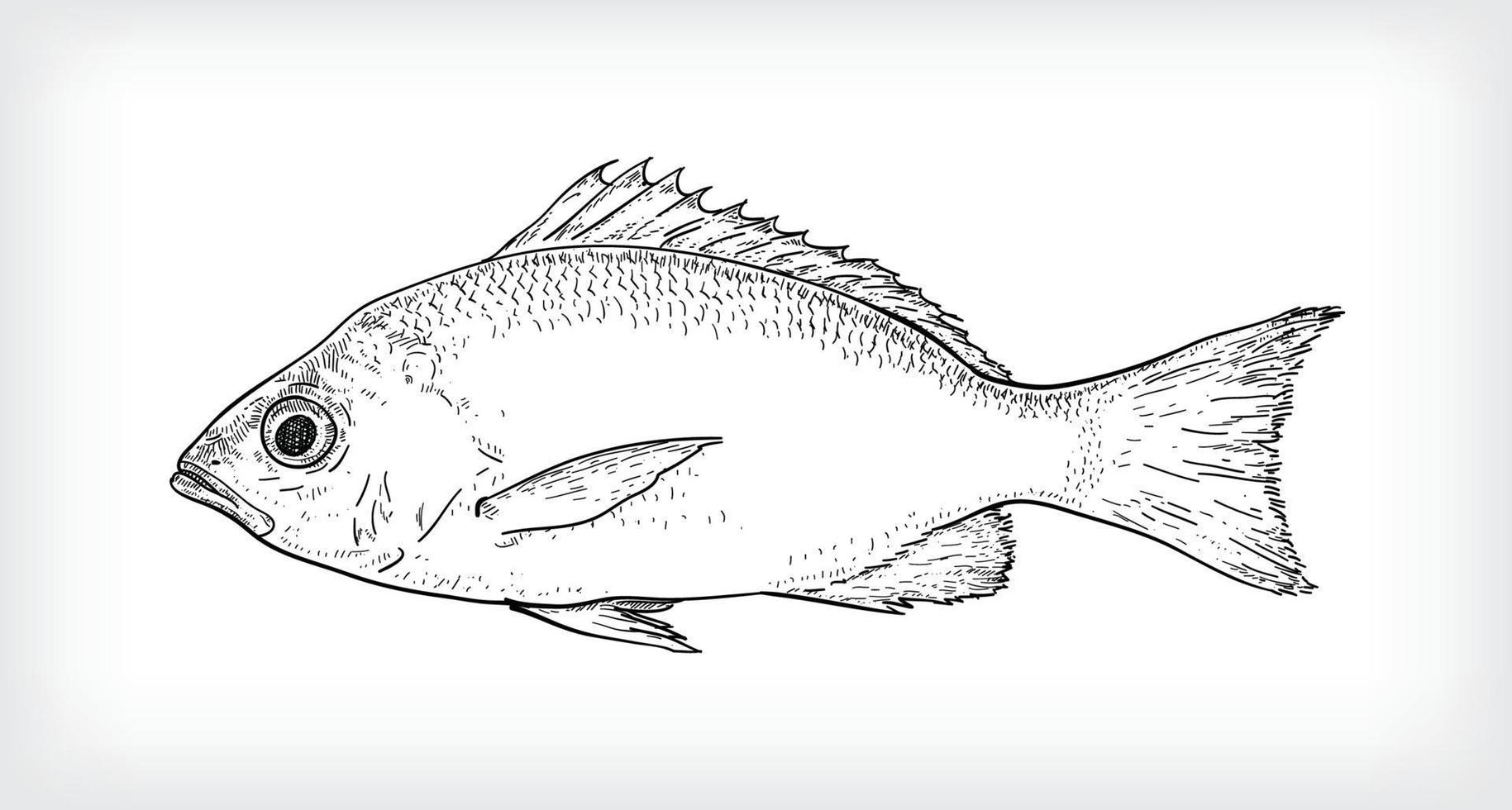 Black Line Art Illustration Of Scaly Fish vector