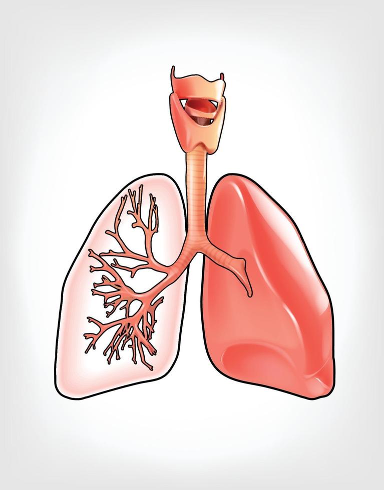 Illustration of lungs that are detailed vector