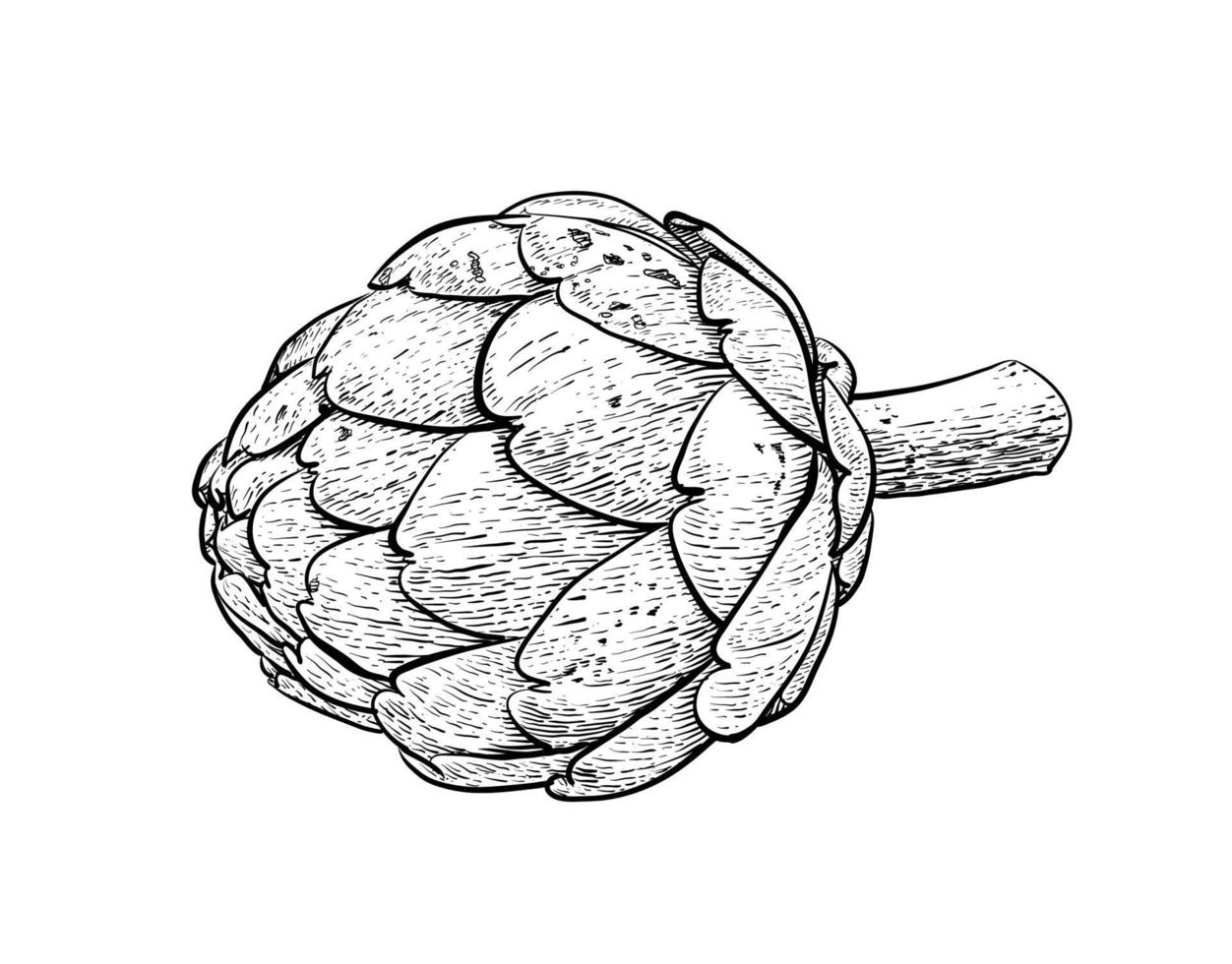 Artichoke line drawing on white background vector