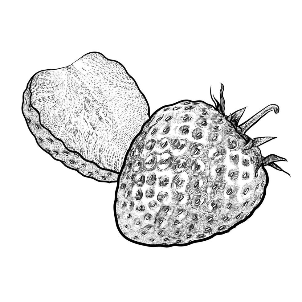 Line drawing strawberry, one and a half. vector