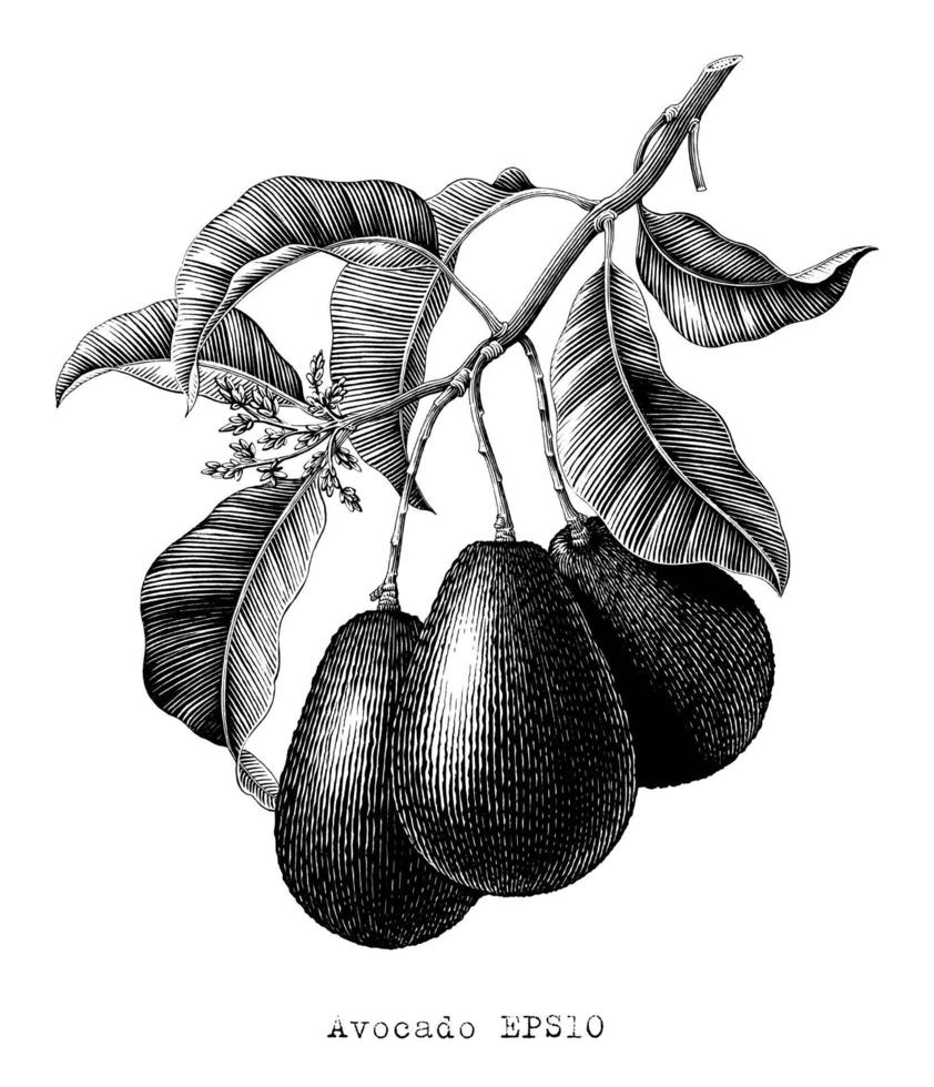 Ilustración botánica de rama de aguacate estilo de grabado vintage arte en blanco y negro aislado sobre fondo blanco vector