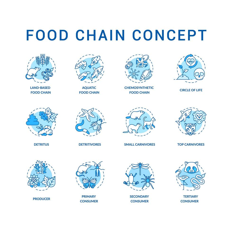 Food chain concept icons set. Primary, secondary and tertiary consumers. Top carnivores. Life cycle idea thin line RGB color illustrations. Vector isolated outline drawings. Editable stroke