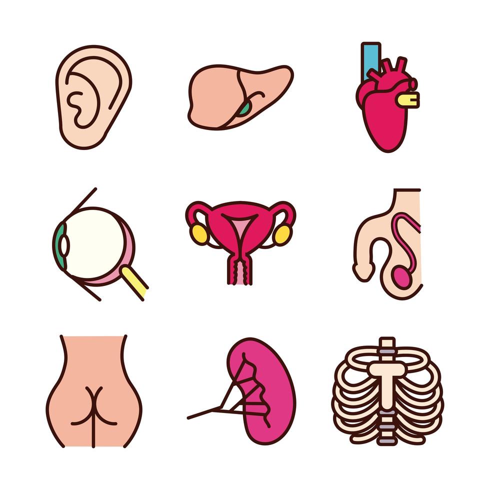 Educational body parts and organs icon set vector