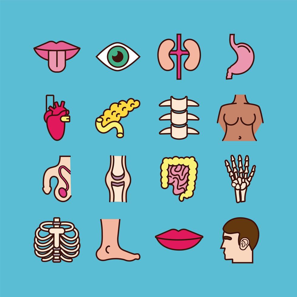 Educational body parts and organs icon set vector