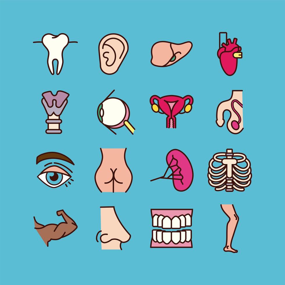 Educational body parts and organs icon set vector