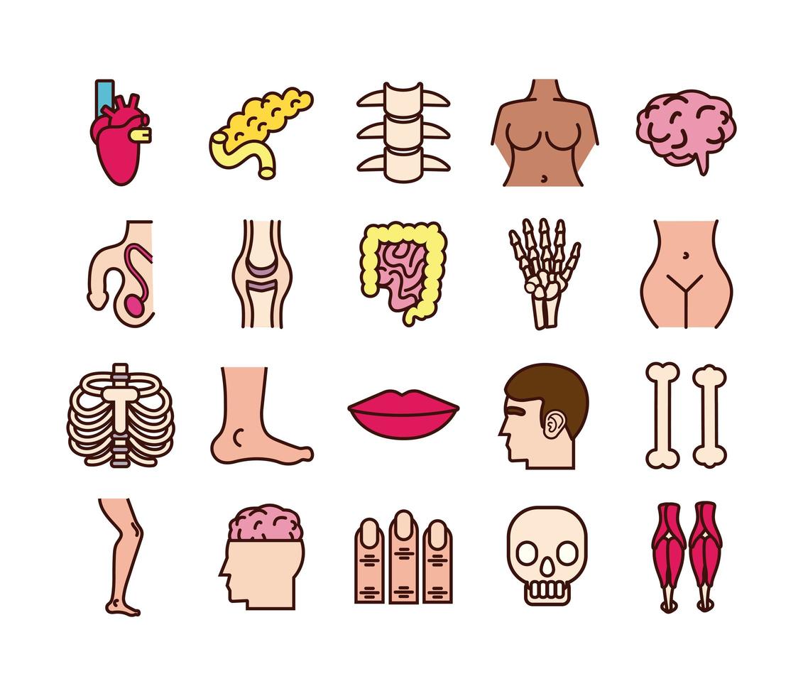 Educational body parts and organs icon set vector