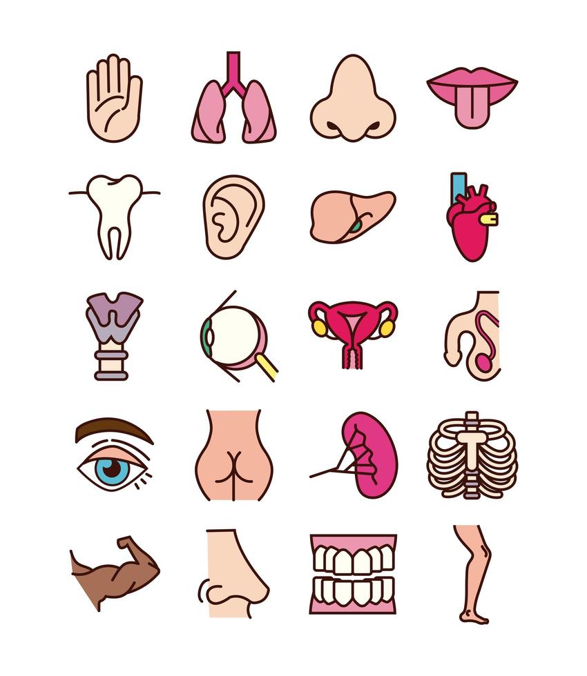 Educational body parts and organs icon set vector