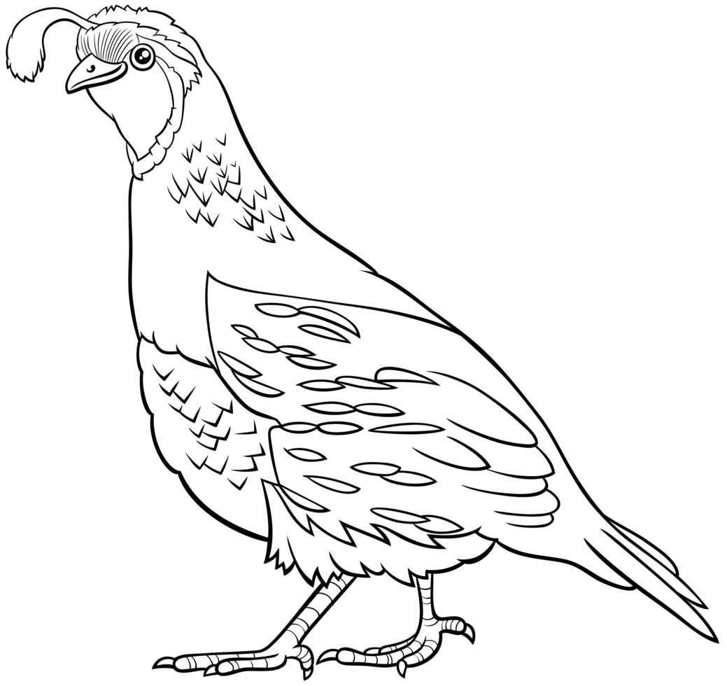 cartoon quail bird comic animal character coloring book page vector