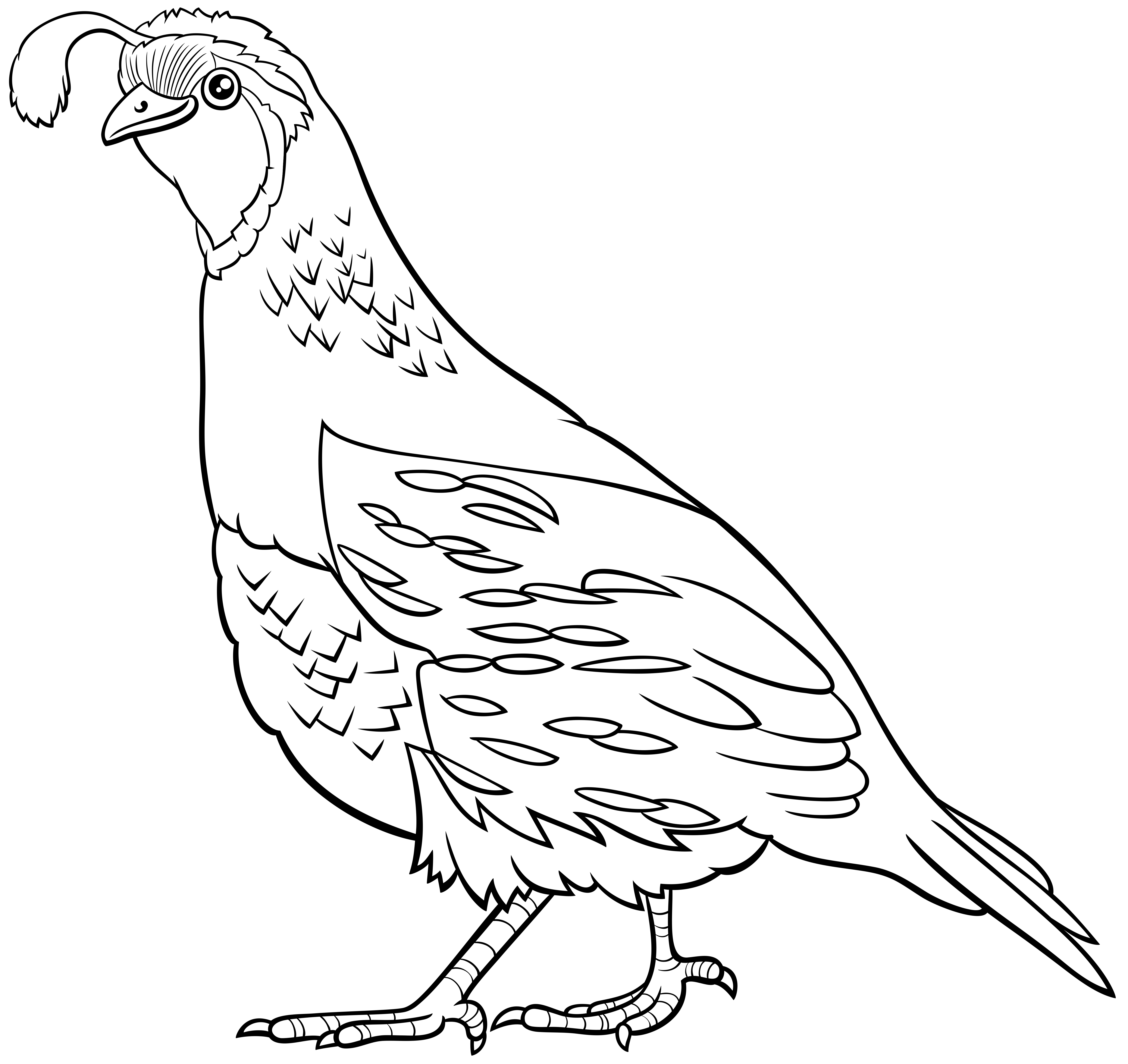 Download Cartoon Quail Bird Comic Animal Character Coloring Book Page 1945027 Vector Art At Vecteezy