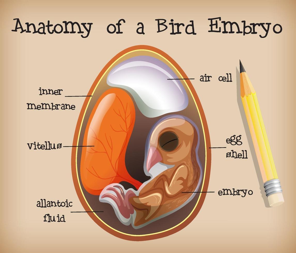 anatomía de un embrión de pájaro vector