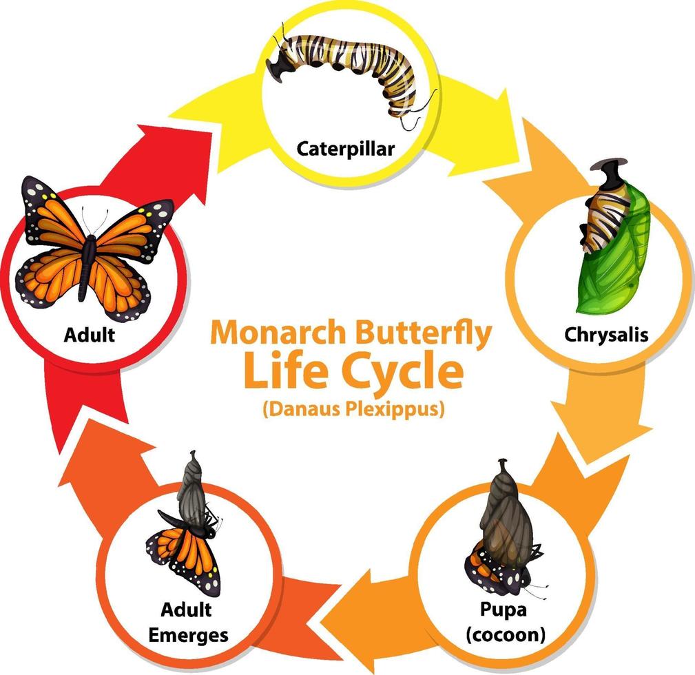 Diagram showing life cycle of Butterfly vector