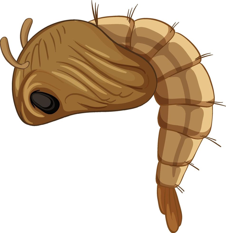 Mosquito pupa isolated on white background vector