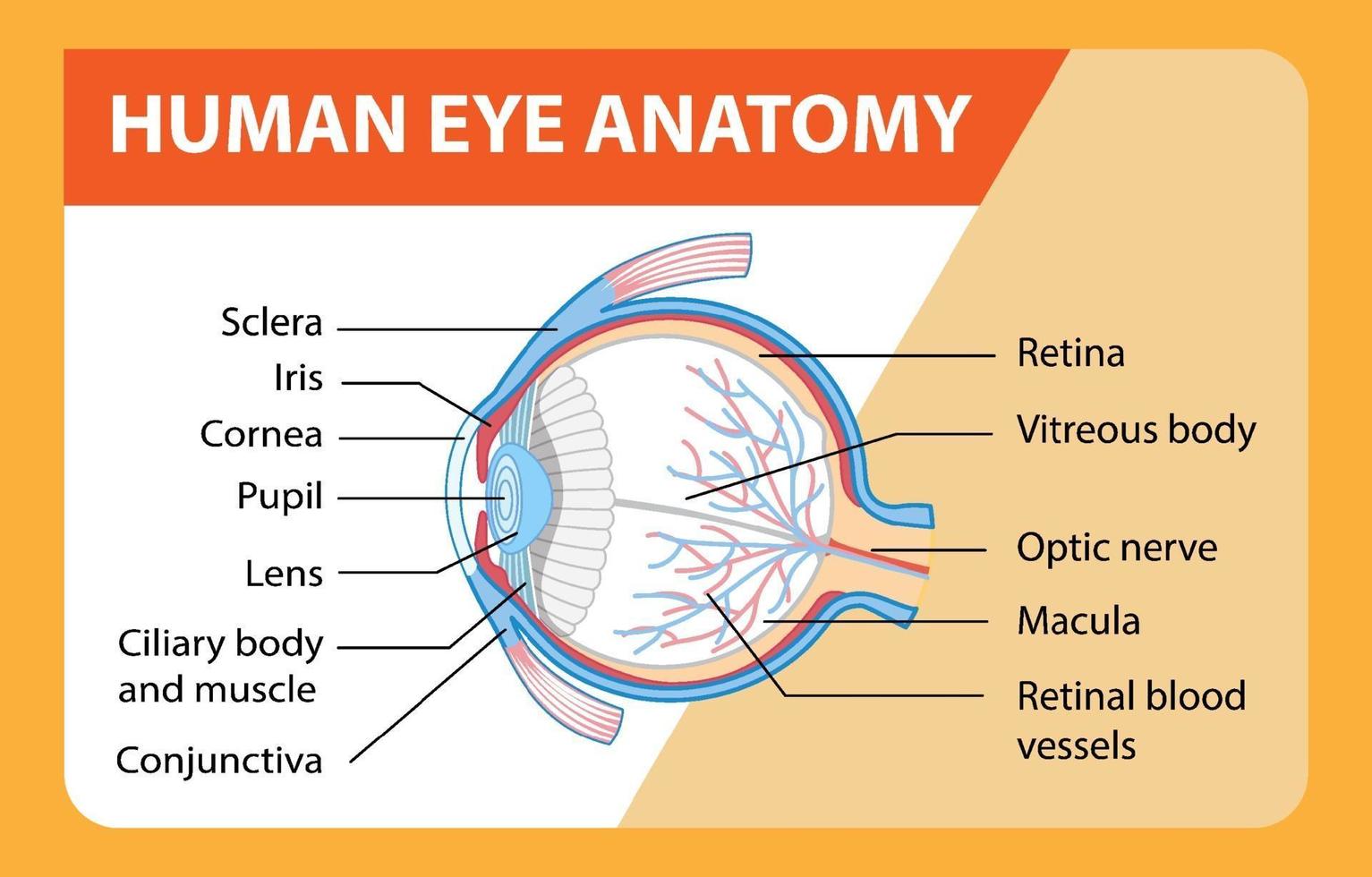 diagrama de la anatomía del ojo humano con etiqueta vector