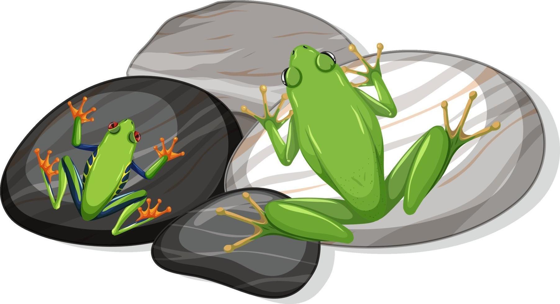 Top view of exotic green frogs on stones leaf isolated vector