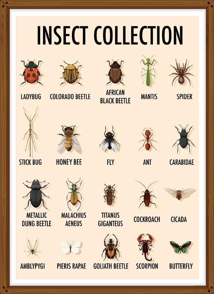 conjunto de colección de insectos en marco de madera vector