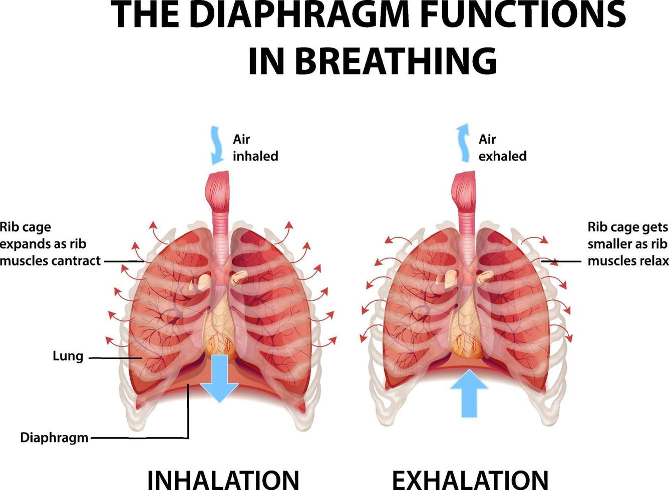 The diaphragm functions in breathing vector