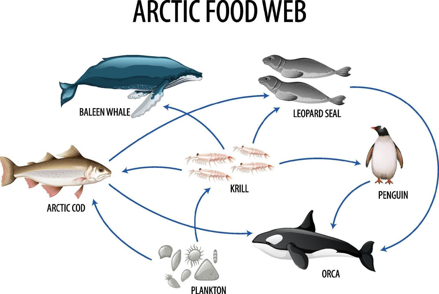 cartel educativo de biología para diagrama de redes tróficas vector