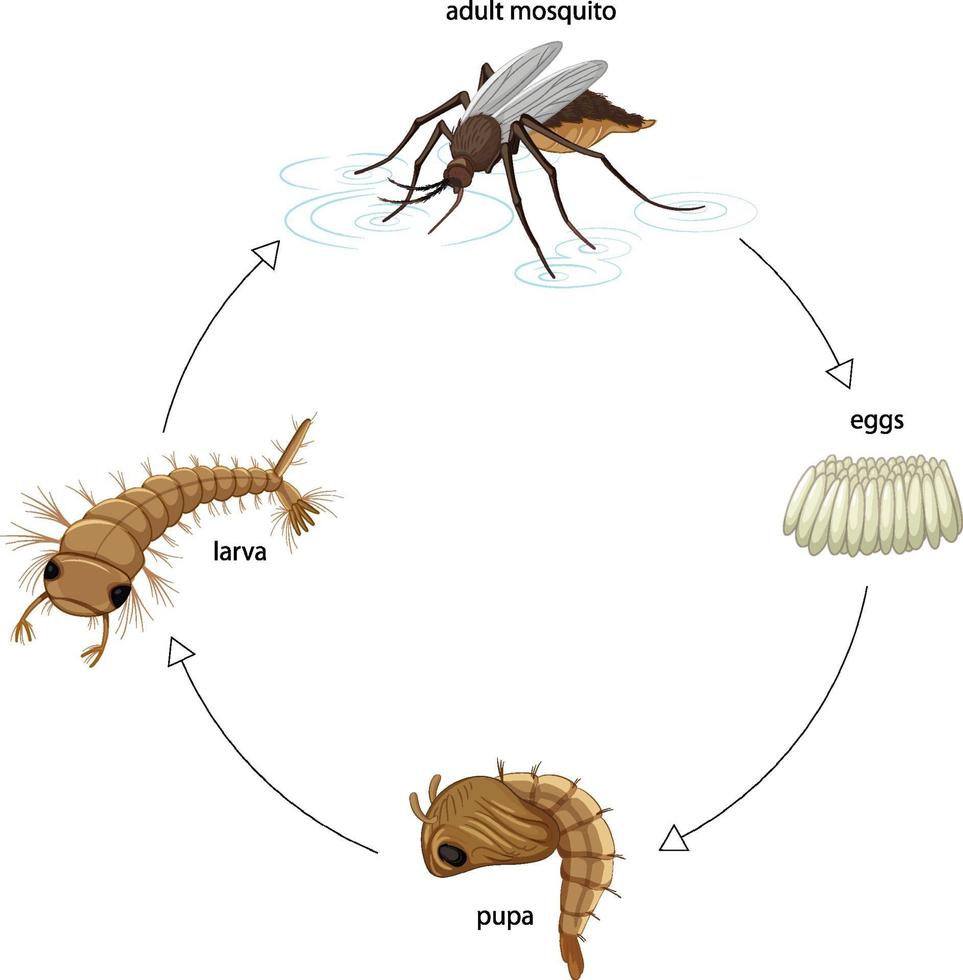 Diagrama que muestra el ciclo de vida del mosquito sobre fondo blanco. vector