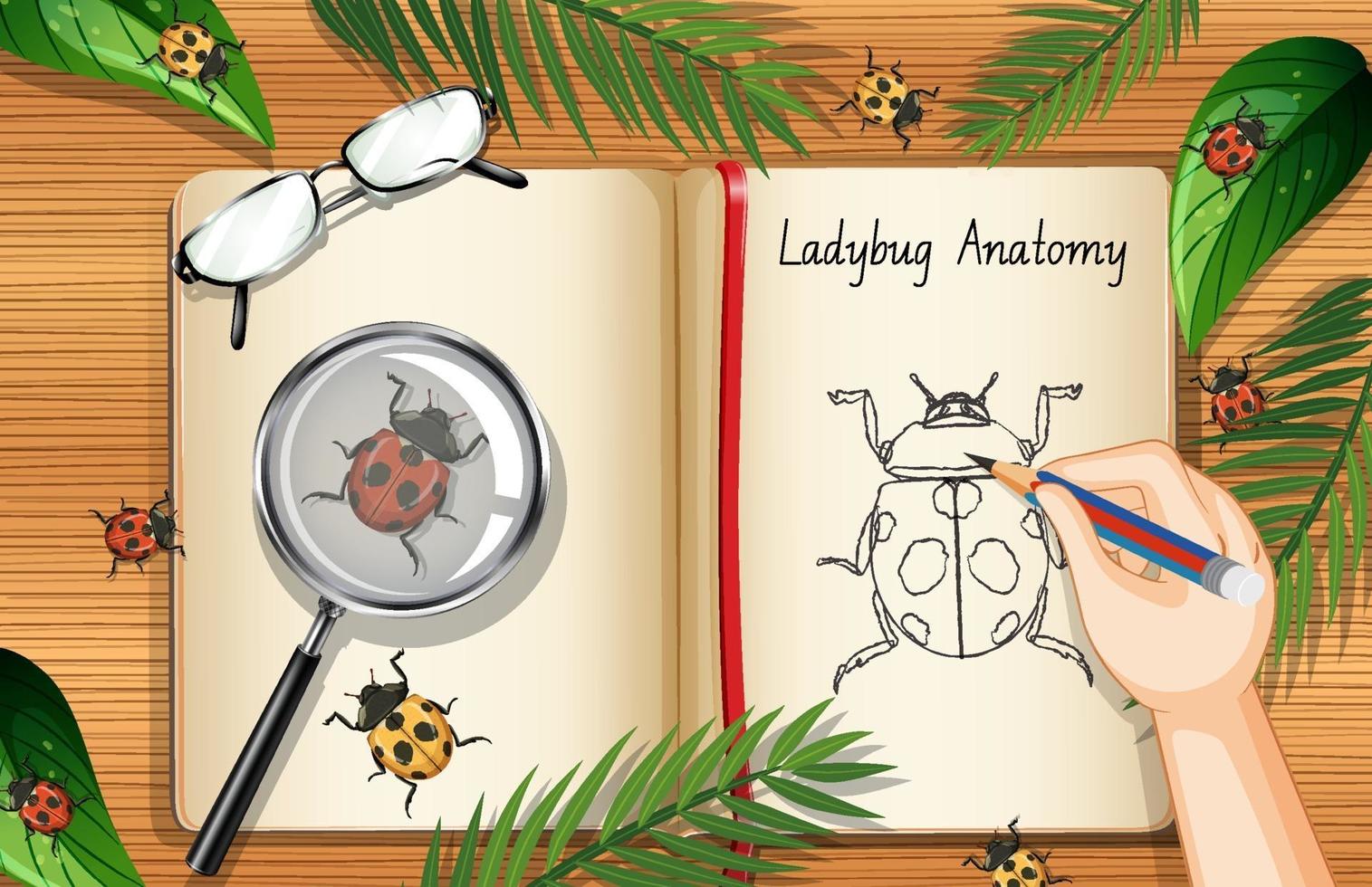 A doodle drawing of ladybug anatomy vector