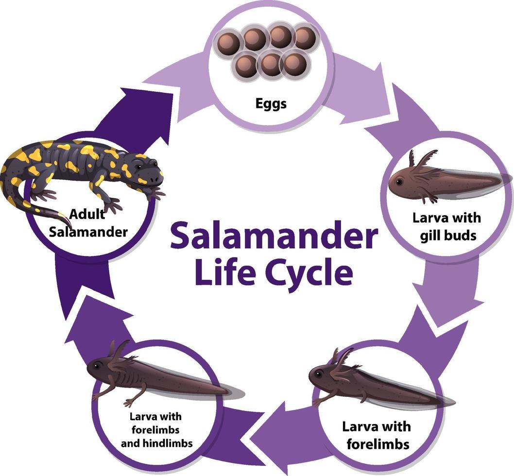 diagrama del ciclo de vida de la salamandra vector