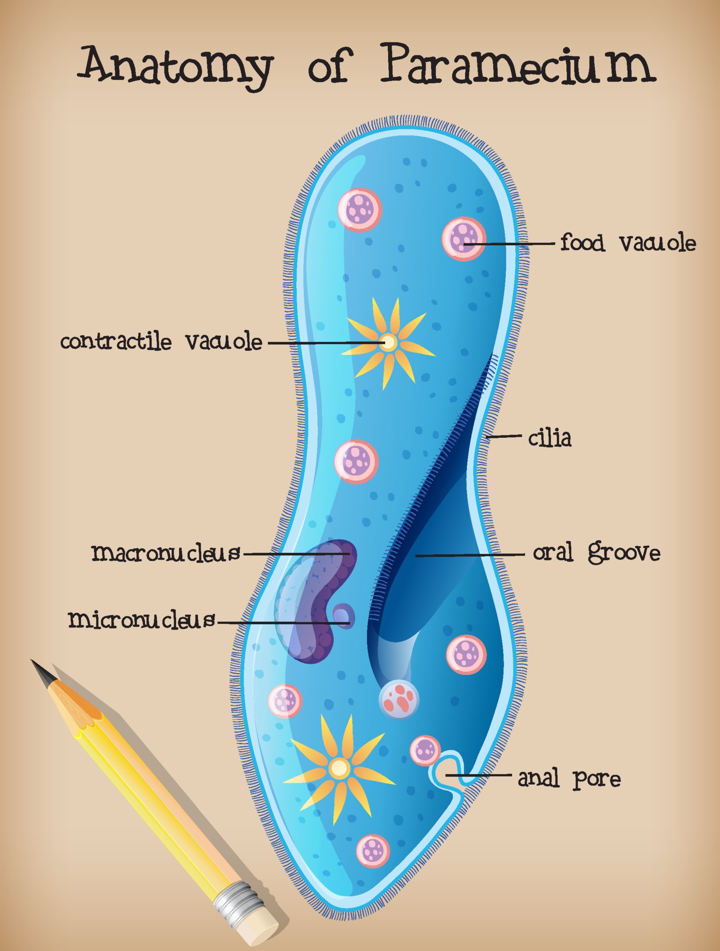 Paramecium Diagram