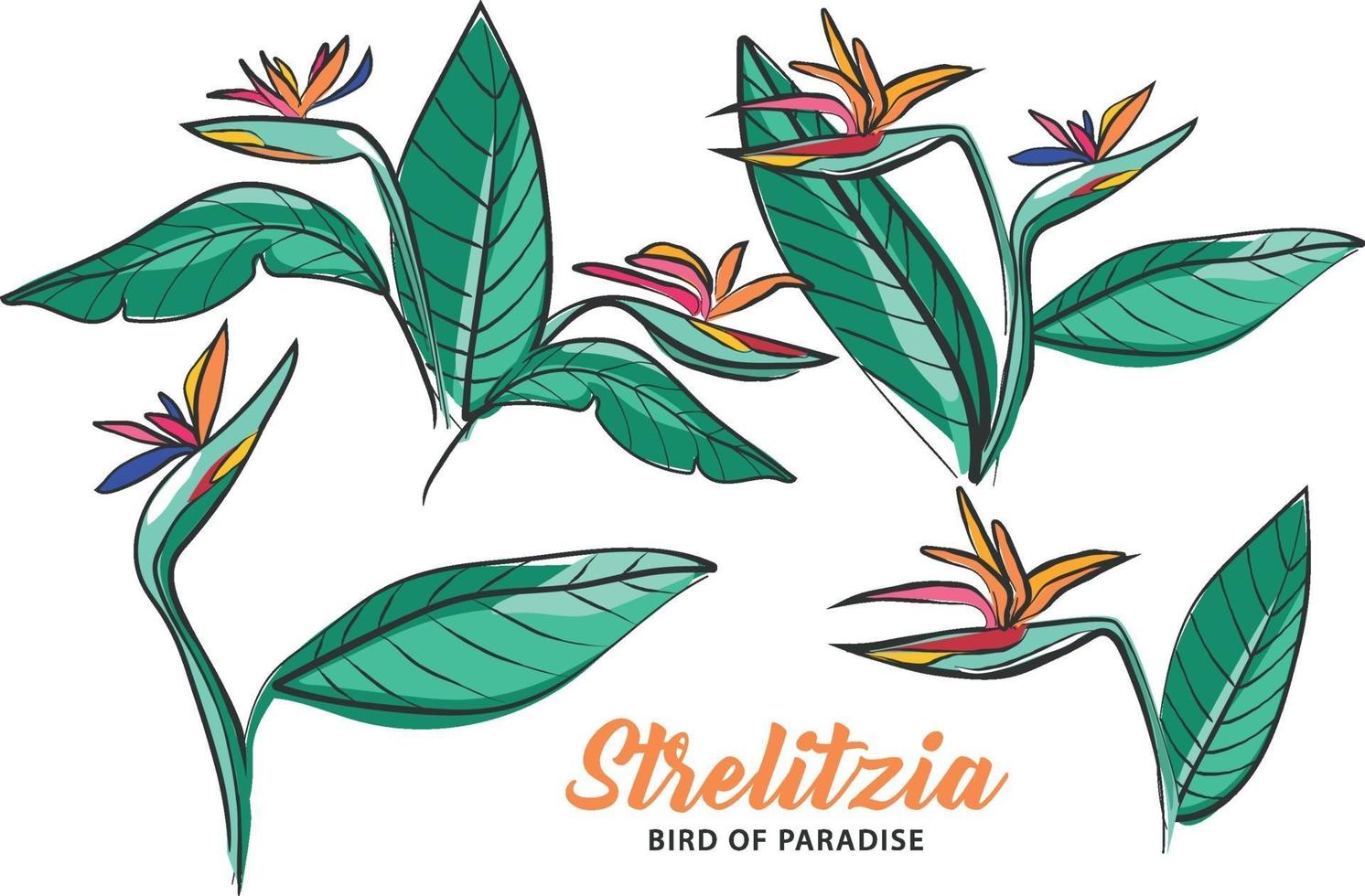 Strelitzia Flower Bird of Paradise Hand Drawing vector