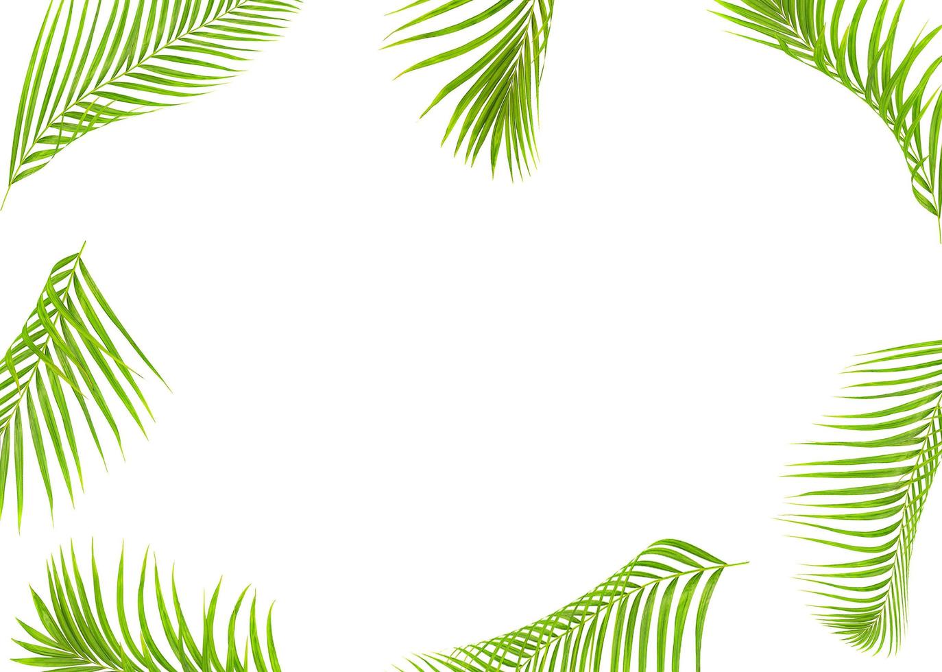 Palm leaf frame 1946164 Stock Photo at Vecteezy