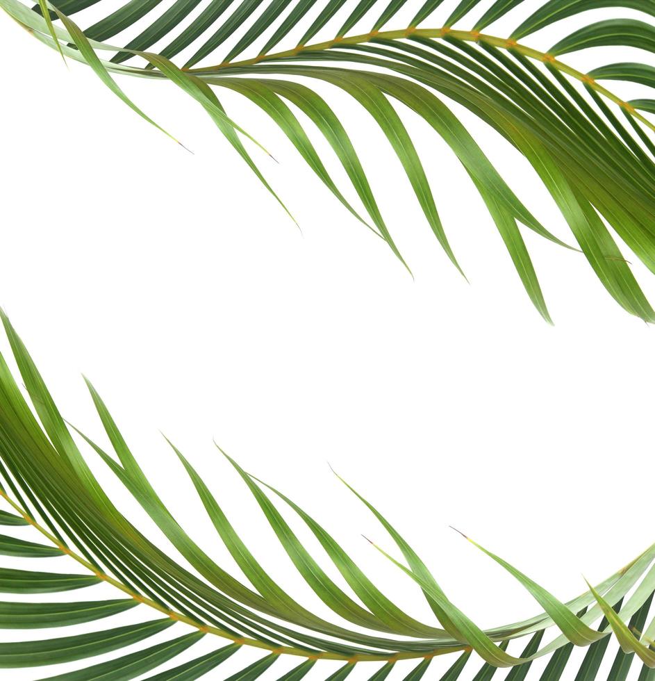 Tropical leaf frame on white photo