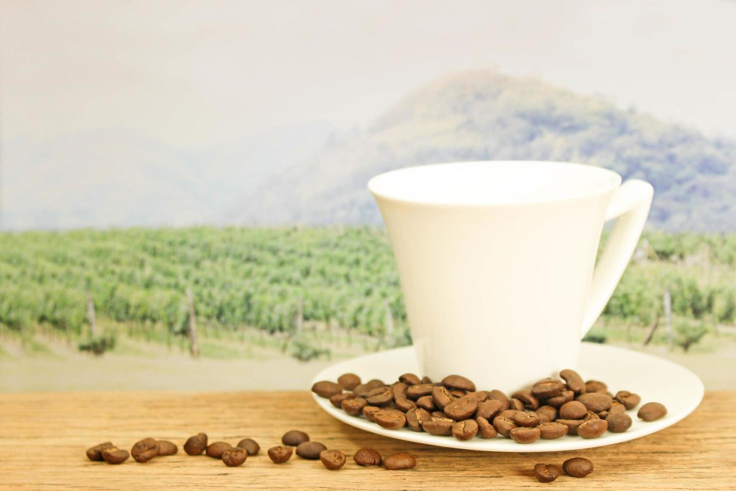 Coffee beans in front of field photo