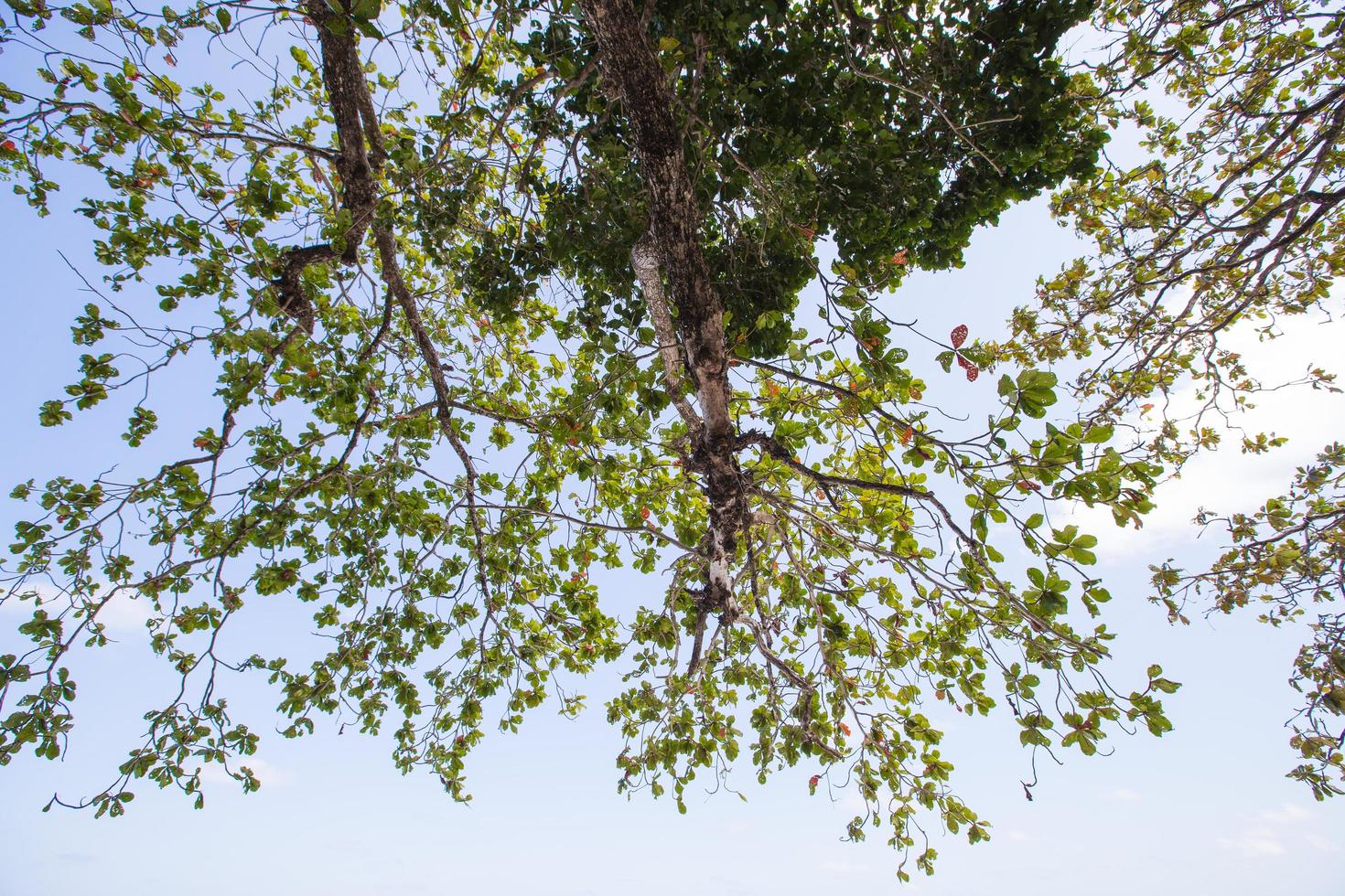 ramas de un arbol foto