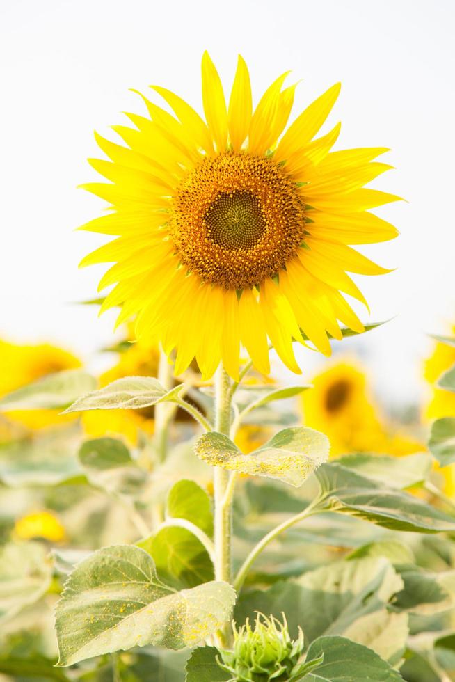 girasoles en un campo foto