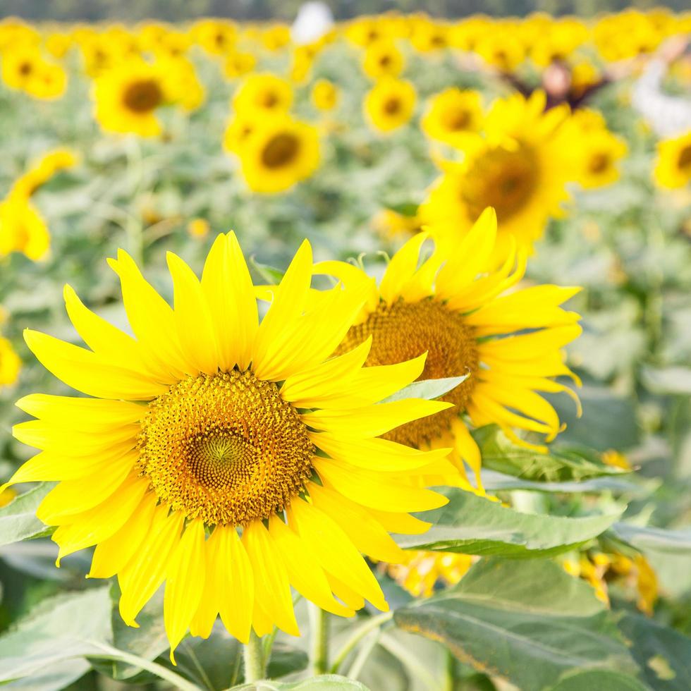 girasoles en un campo foto