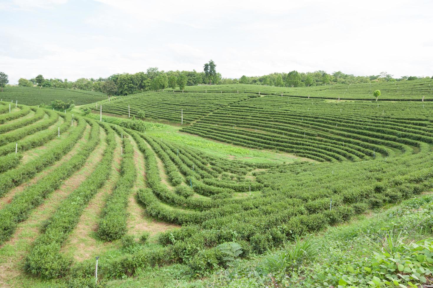 granja de té en tailandia foto