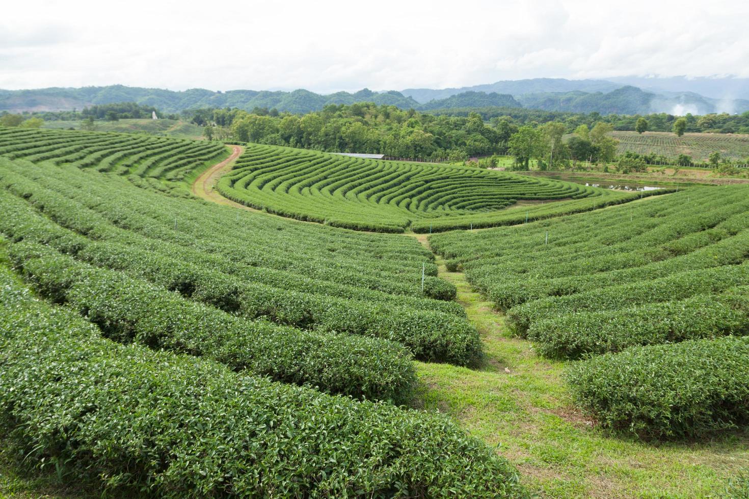 granja de té en tailandia foto