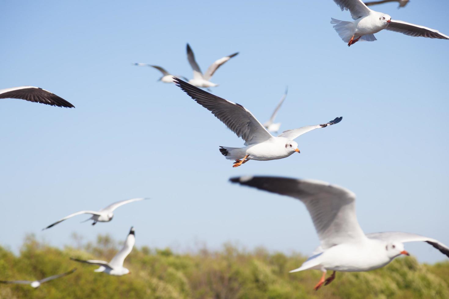 Seagulls over the sea photo